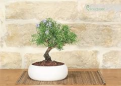 Bonsai rosmarino ciotola usato  Spedito ovunque in Italia 