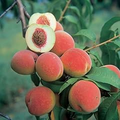 Year old sweet for sale  Delivered anywhere in USA 
