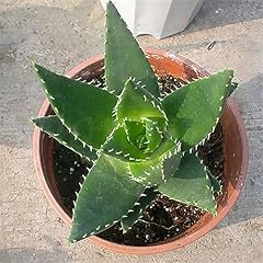 Semi aloe vera usato  Spedito ovunque in Italia 