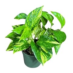 Plantvers golden pothos for sale  Delivered anywhere in USA 