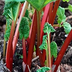 Rhubarb timperley early for sale  Delivered anywhere in Ireland