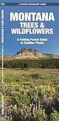 Montana trees wildflowers for sale  Delivered anywhere in USA 