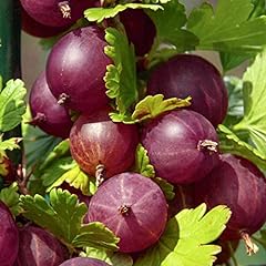 Gooseberry plants ribes for sale  Delivered anywhere in UK
