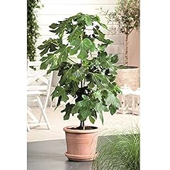 Fig bush brown for sale  Delivered anywhere in UK
