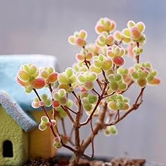 Pcs lithops lebende gebraucht kaufen  Wird an jeden Ort in Deutschland
