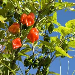 Retqik red habanero for sale  Delivered anywhere in USA 