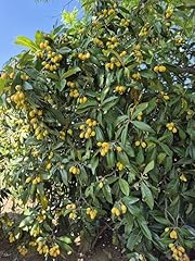 Loquat tree seeds for sale  Delivered anywhere in USA 