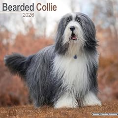 Bearded collie 2026 for sale  Delivered anywhere in UK