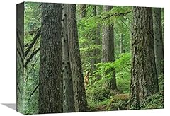 Old growth forest for sale  Delivered anywhere in USA 