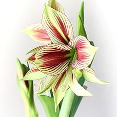 Easy grow amaryllis for sale  Delivered anywhere in USA 