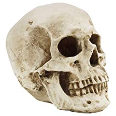 Kurtzy human skull for sale  Delivered anywhere in UK