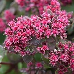 Sedum busy nights for sale  Delivered anywhere in UK