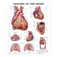 Anatomy the heart d'occasion  Livré partout en France