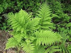Lady fern plants for sale  Delivered anywhere in USA 