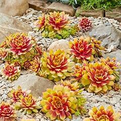 Sempervivum chick charms for sale  Delivered anywhere in UK