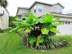 Greenwood nursery live for sale  Delivered anywhere in USA 