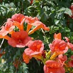 Campsis radicans hardy for sale  Delivered anywhere in UK