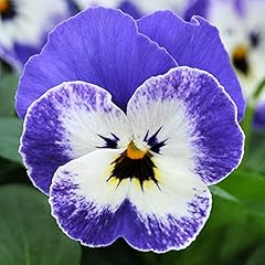 Viola delft blue for sale  Delivered anywhere in UK