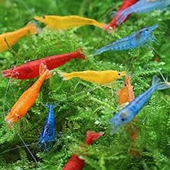 💧 CU Aquatics™ 20 x Mix Live Shrimp - Red | Blue | for sale  Delivered anywhere in UK
