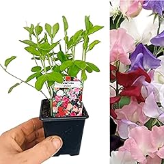 Sweet pea plants for sale  Delivered anywhere in UK