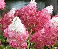 Vanilla strawberry hydrangea for sale  Delivered anywhere in USA 