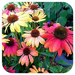 Echinacea cheyenne spirit for sale  Delivered anywhere in UK