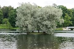 Bulk thin white for sale  Delivered anywhere in USA 