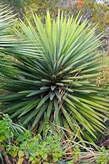 Spanish dagger yucca for sale  Delivered anywhere in USA 