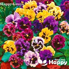 Pansy swiss mix for sale  Delivered anywhere in UK