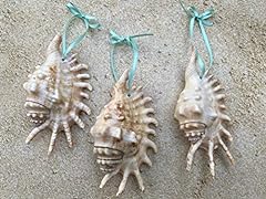 Lambis seashell tropical for sale  Delivered anywhere in USA 