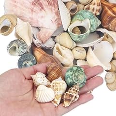 Virekm sea shells for sale  Delivered anywhere in USA 