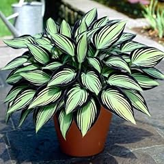 Hosta rhizome dauerblüher gebraucht kaufen  Wird an jeden Ort in Deutschland