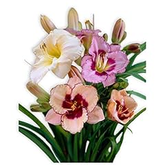 Easy grow daylily for sale  Delivered anywhere in USA 