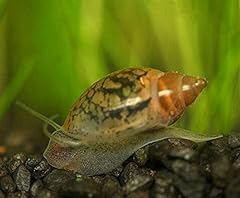 Feeder cleaner tadpole for sale  Delivered anywhere in USA 