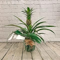 Occasions pineapple plant for sale  Delivered anywhere in UK