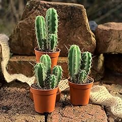 Trichocereus bridgesii pflanze gebraucht kaufen  Wird an jeden Ort in Deutschland