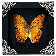Real framed moth for sale  Delivered anywhere in USA 