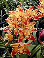 200 pcs cymbidium d'occasion  Livré partout en France