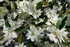Sweetbay magnolia seedlings for sale  Delivered anywhere in USA 