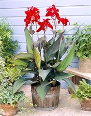 Black knight canna for sale  Delivered anywhere in USA 