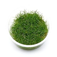 Eleocharis mini mini gebraucht kaufen  Wird an jeden Ort in Deutschland