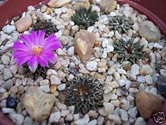 Ariocarpus kotschoubeyanus rar for sale  Delivered anywhere in UK