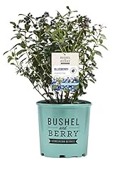 Bushel berry vaccinium for sale  Delivered anywhere in USA 