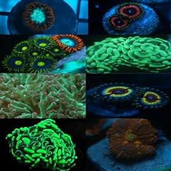 Beginner mixed coral for sale  Delivered anywhere in USA 