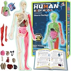 Yofun human body for sale  Delivered anywhere in USA 