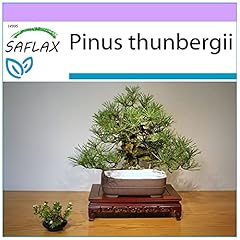 Saflax pino nero usato  Spedito ovunque in Italia 