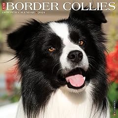 Border collies 2024 for sale  Delivered anywhere in UK