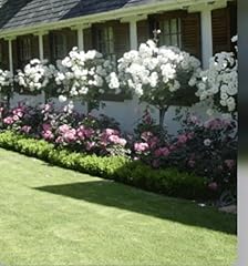 Iceberg standard rose for sale  Delivered anywhere in UK