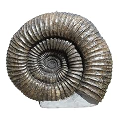 Pavlovia ammonite fossil for sale  Delivered anywhere in UK