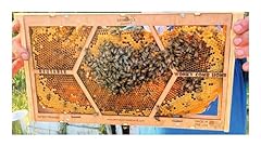 Anthony beehive new for sale  Delivered anywhere in USA 
